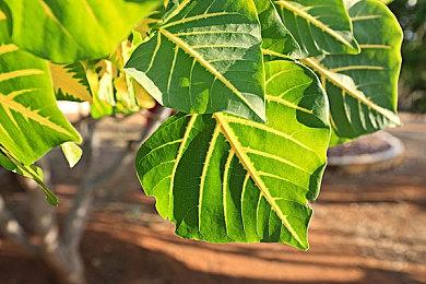 《女神异闻录5：战略版》预告展示追击＆合成元素